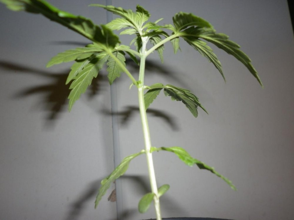 post-26916-0-51271200-1440279035_thumb.jpg