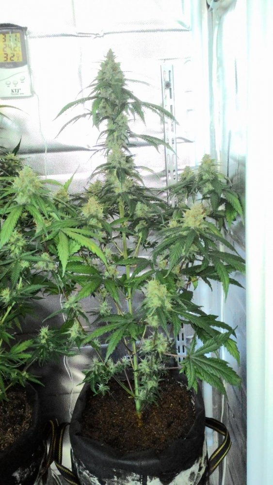 post-27352-0-66766200-1439105195_thumb.jpg