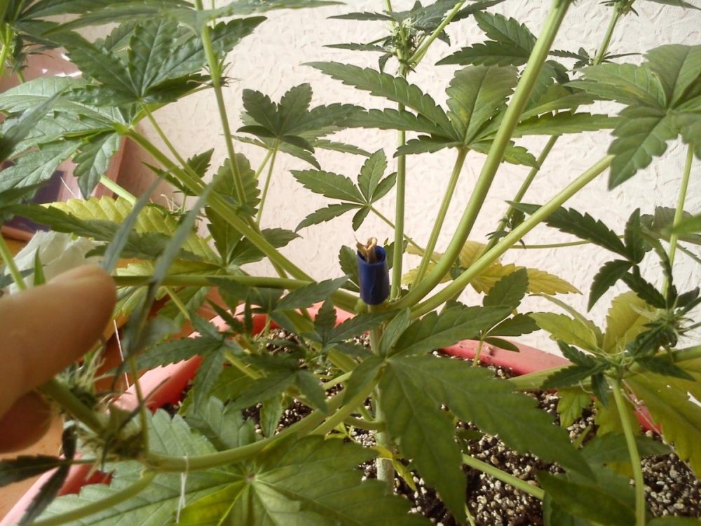 post-28492-0-44573900-1439669759_thumb.jpg