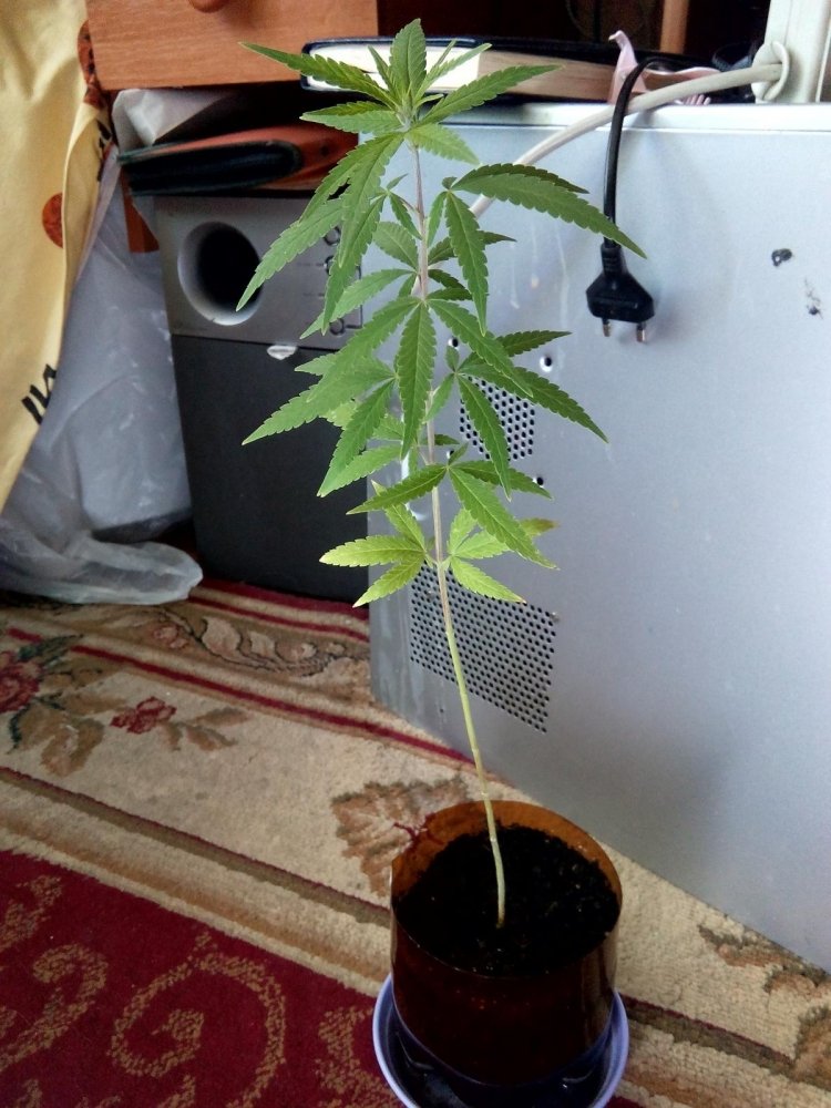 post-29580-0-12101300-1438519559_thumb.jpg