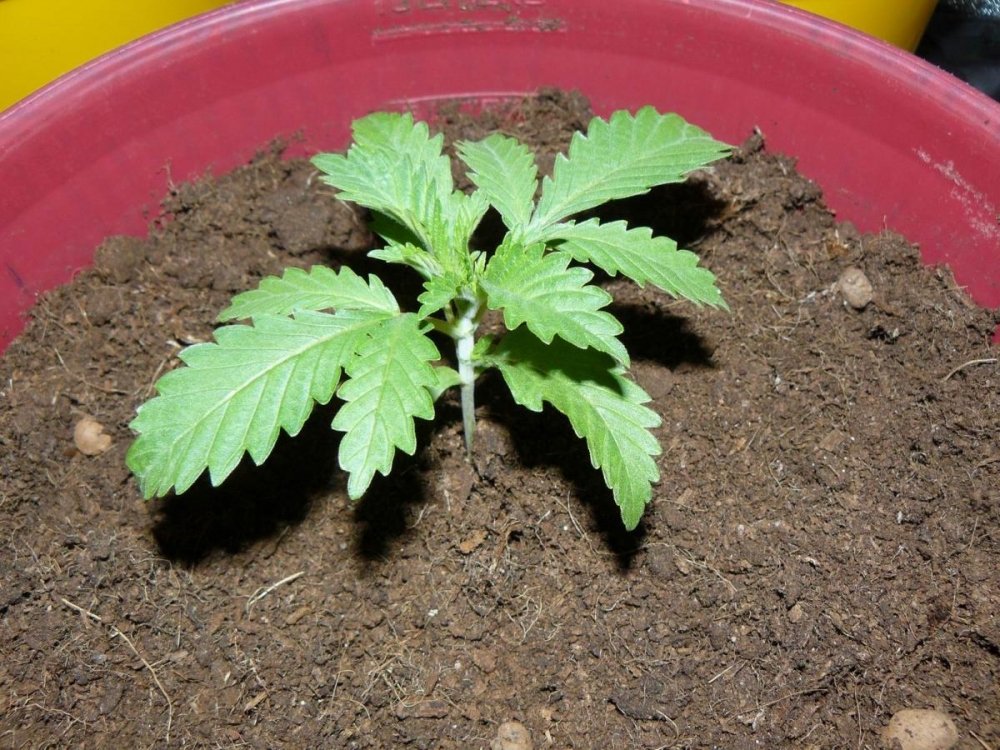 post-4594-0-39532200-1438902207_thumb.jpg