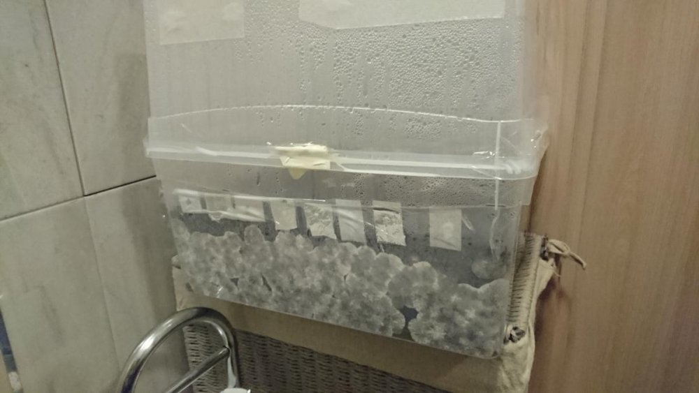 post-12490-0-79719000-1471279597_thumb.jpg