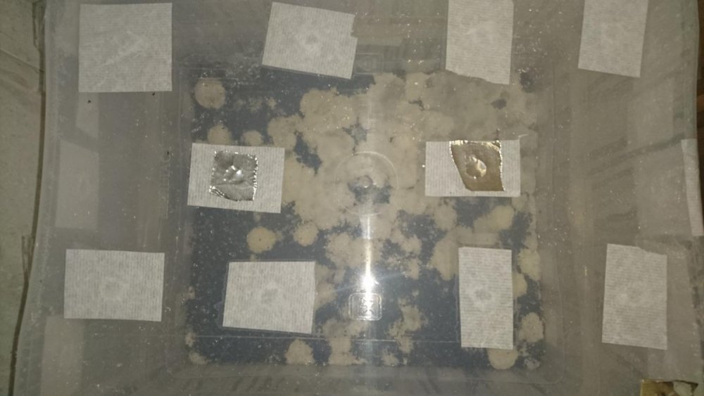 post-12490-0-79978200-1471626505_thumb.jpg