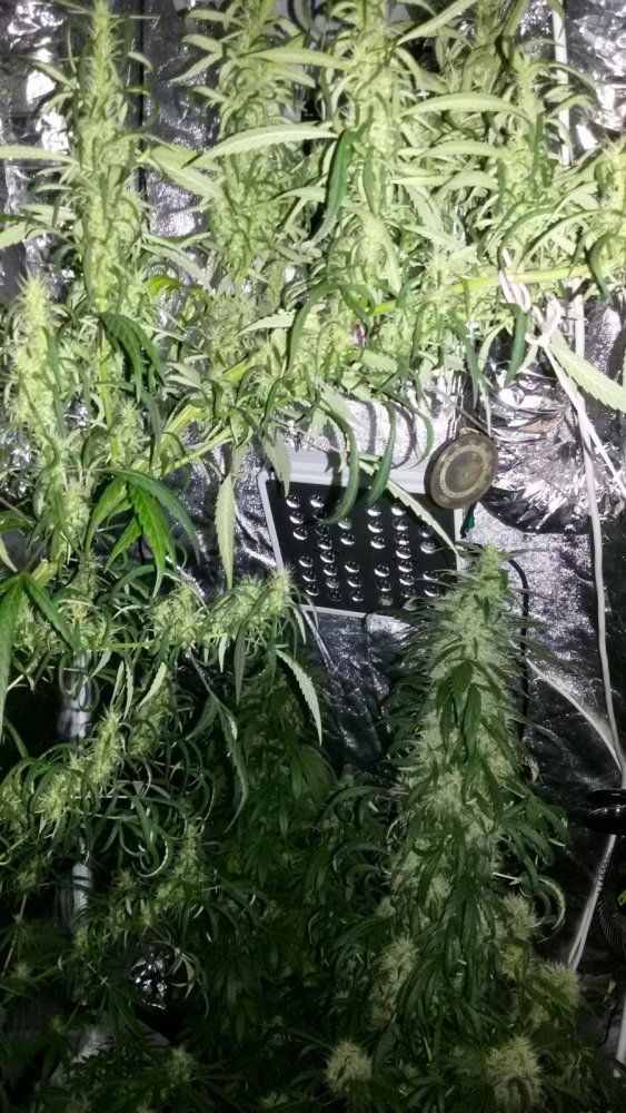 post-27273-0-03818000-1471892290_thumb.jpg