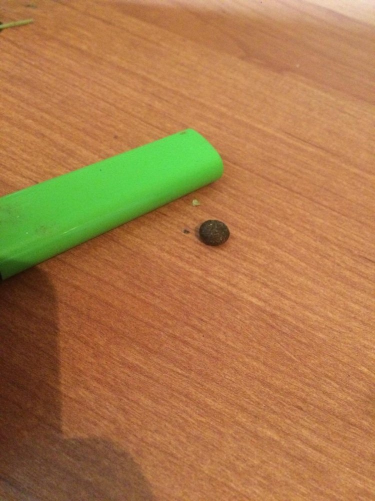 post-34589-0-08478600-1471977061_thumb.jpeg
