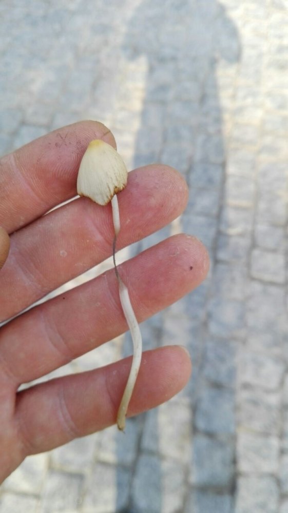 post-36912-0-08762900-1470897366_thumb.jpg