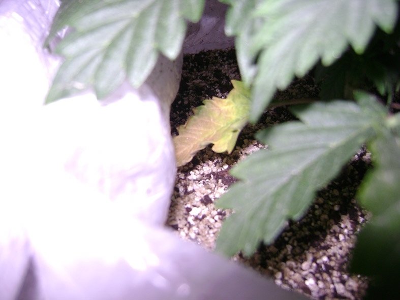 post-1093-1253343267_thumb.jpg