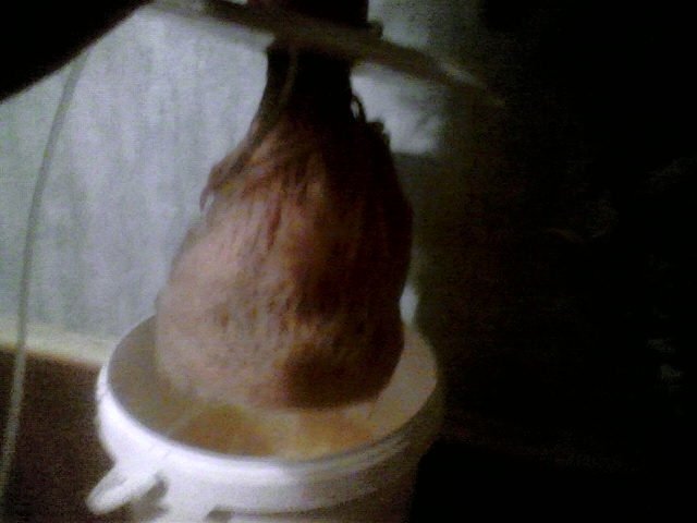 post-480-1251843465_thumb.jpg