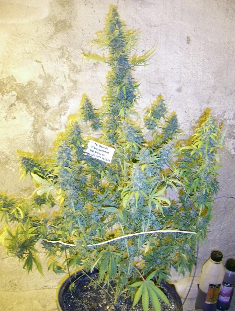 post-689-1252011116_thumb.jpg