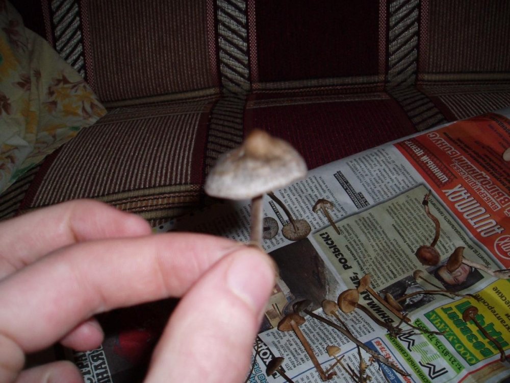 post-12225-0-31336500-1348927010_thumb.jpg