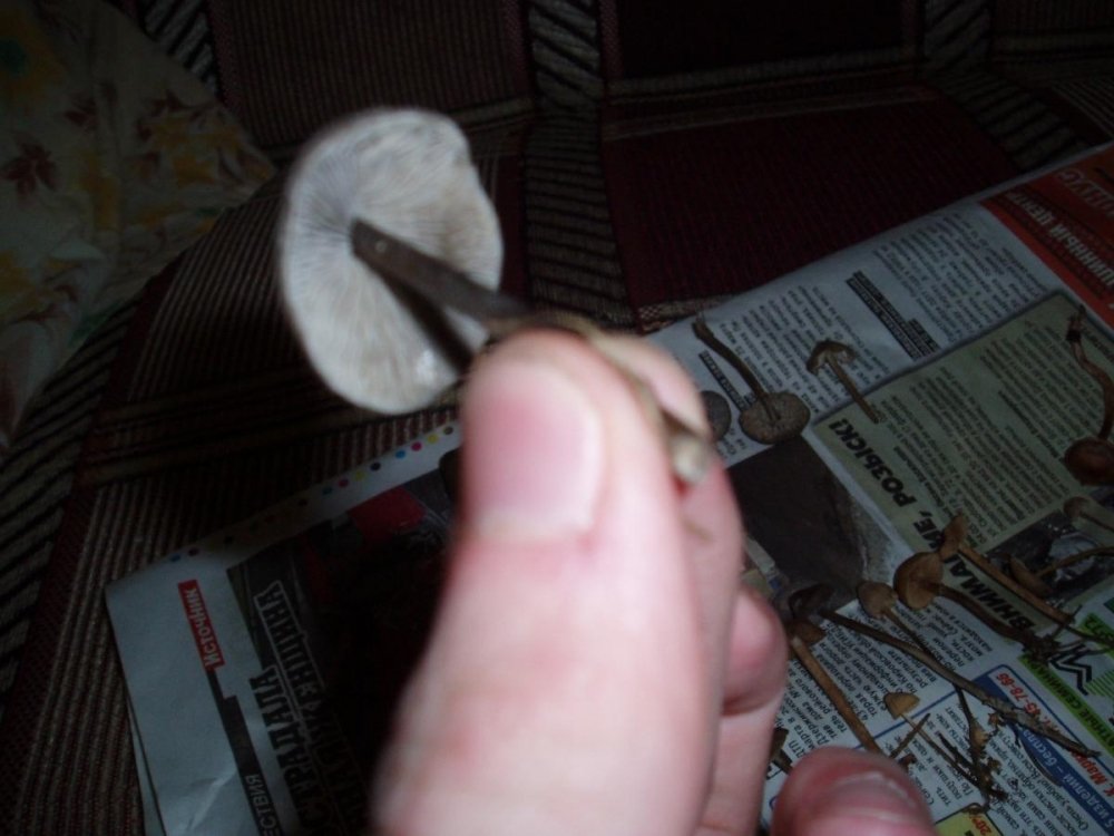 post-12225-0-45450400-1348927039_thumb.jpg