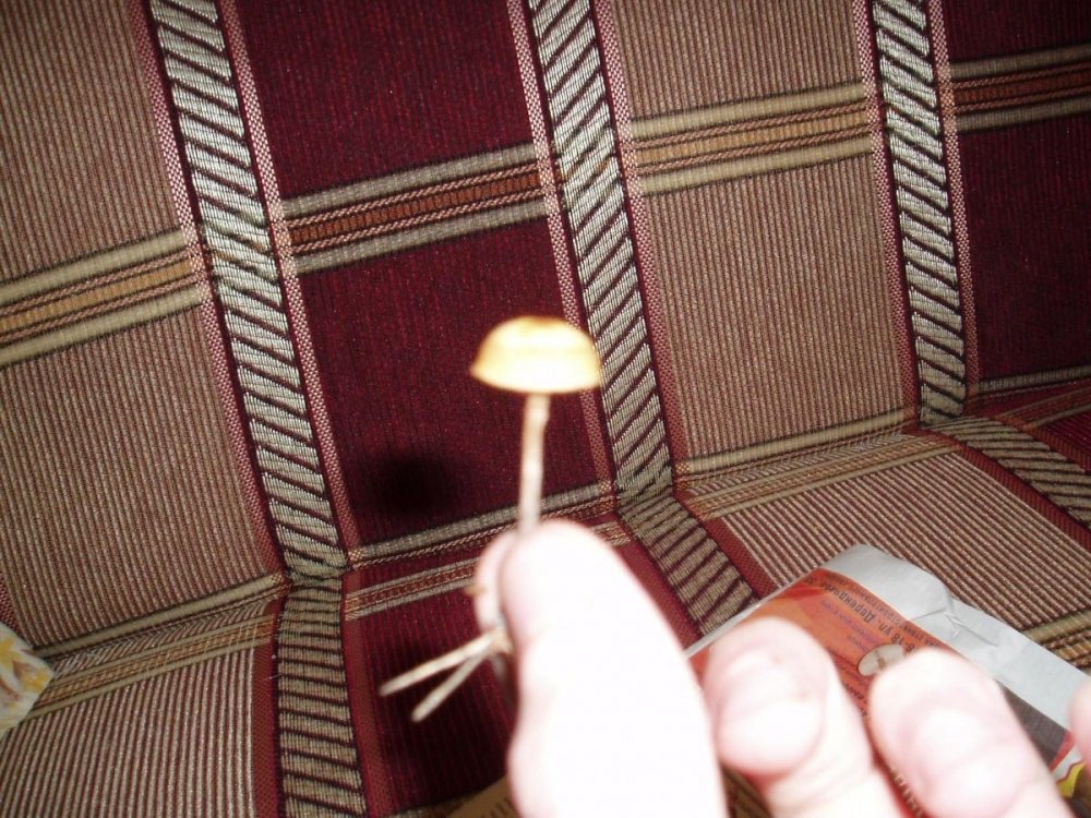 post-12225-0-63875700-1348926947_thumb.jpg