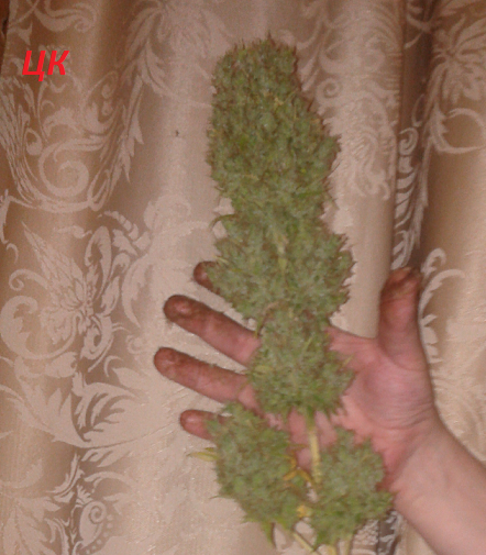 post-5455-0-97691400-1348943738_thumb.png
