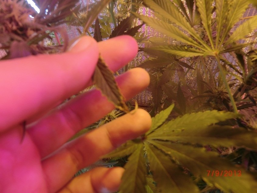 post-14010-0-30584900-1378512309_thumb.jpg