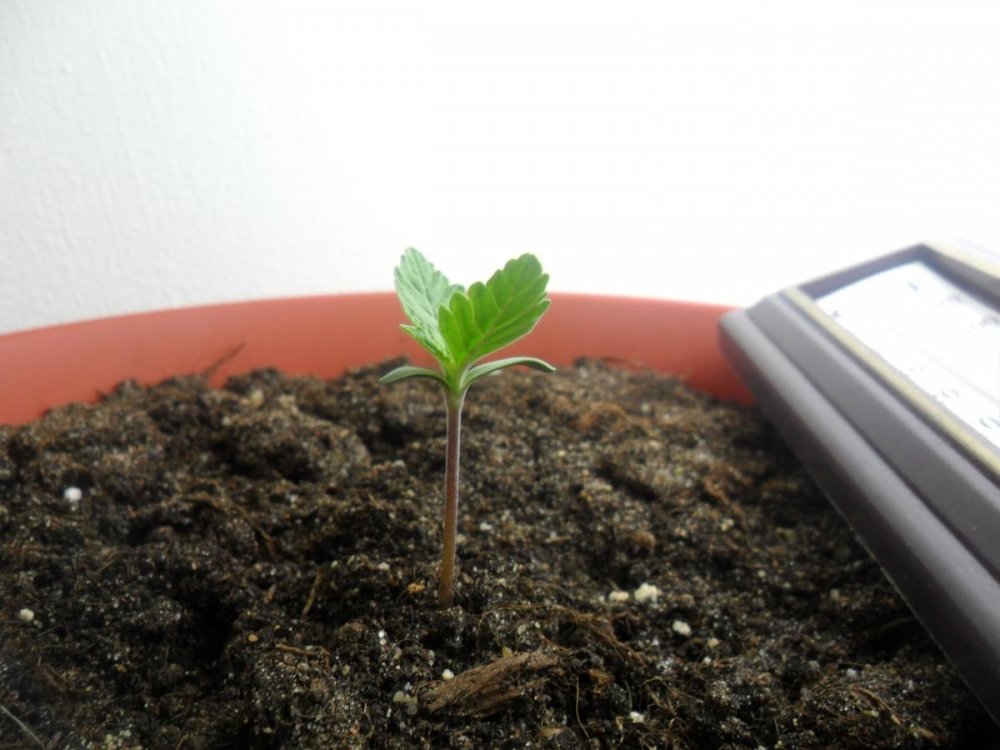 post-17022-0-84564500-1380452556_thumb.jpg