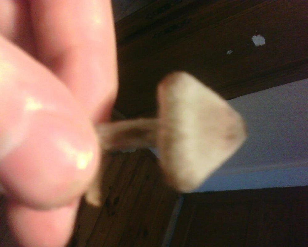 post-17631-0-03683200-1378619064_thumb.jpg