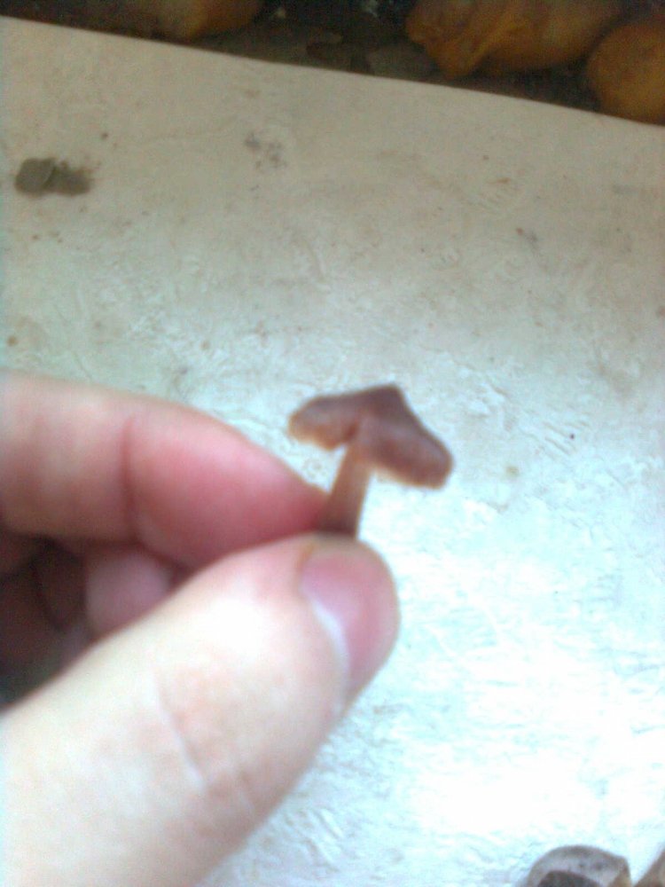 post-17631-0-13370500-1378619024_thumb.jpg