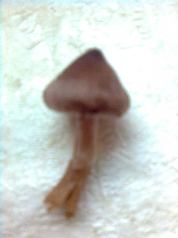 post-17631-0-58554000-1378619069_thumb.jpg