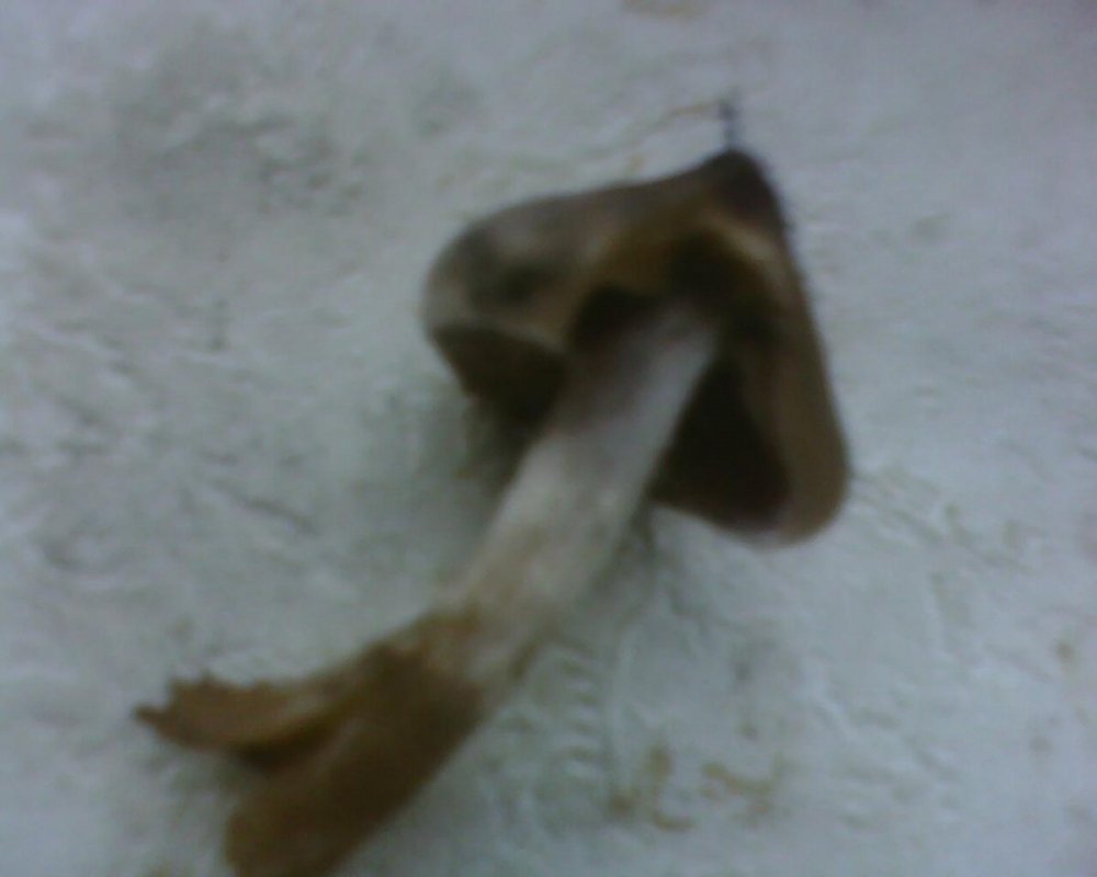 post-17631-0-66047100-1378619062_thumb.jpg