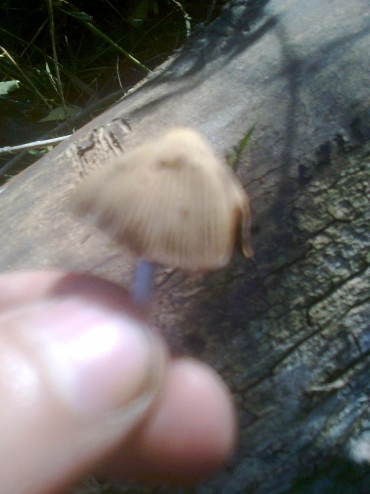post-17651-0-33468200-1378647951_thumb.jpg