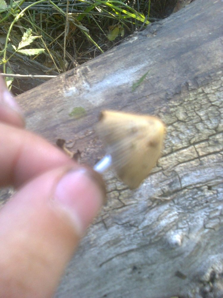 post-17651-0-71513900-1378647938_thumb.jpg