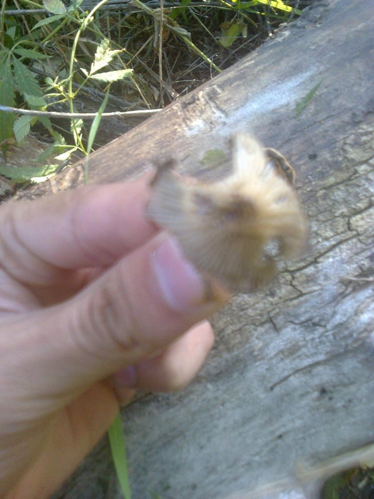 post-17651-0-72615900-1378647897_thumb.jpg