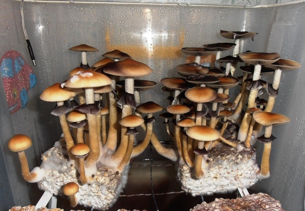 post-11910-0-14102800-1411830986_thumb.jpg
