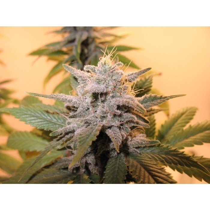 paradise_seeds_sensi-star-3.jpg