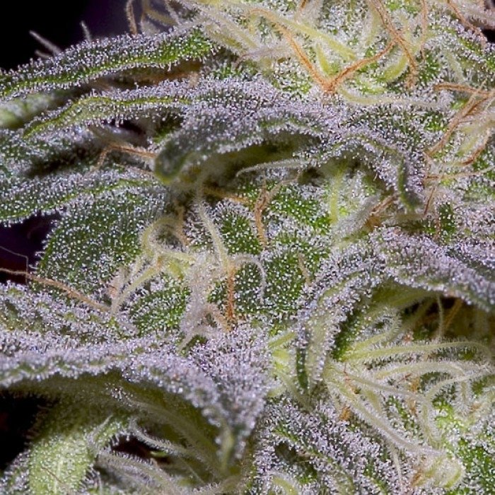 sensi-star-3_1_1.jpg
