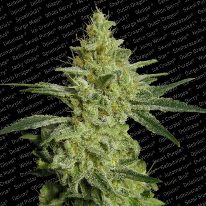 allkush.jpg