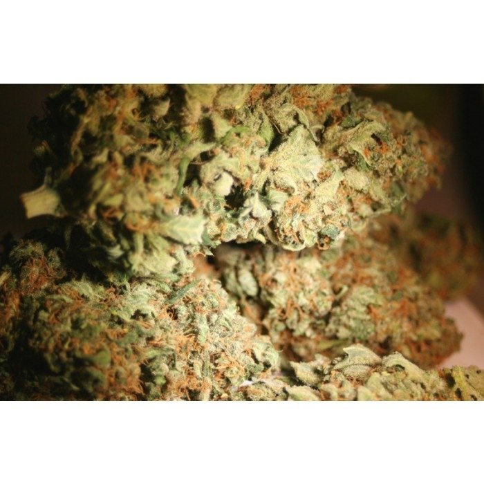 paradise_seeds_atomical-haze_1.jpg