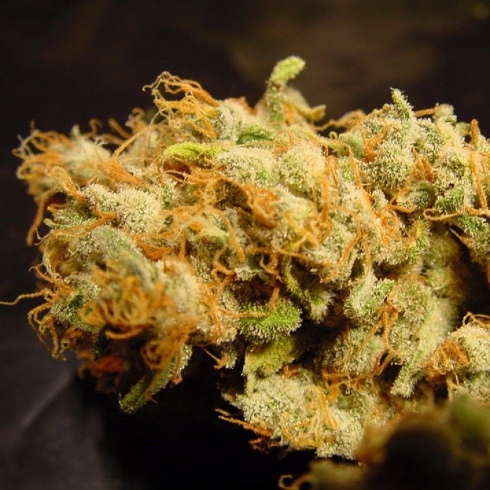 belladonna-dry-bud.jpg