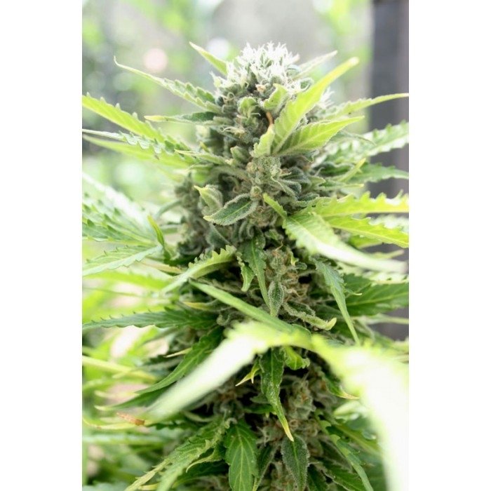 paradise_seeds_pandora_2.jpg