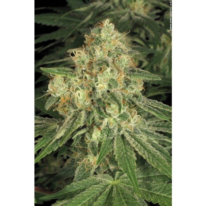 allkush017_paradise_seeds.jpg