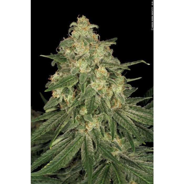 allkush010_paradise_seeds.jpg