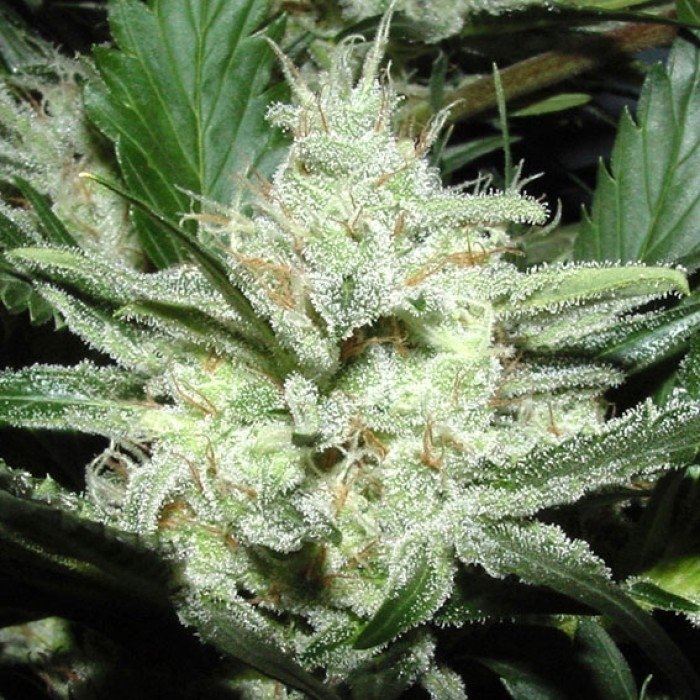 sensi-star_1_1.jpg