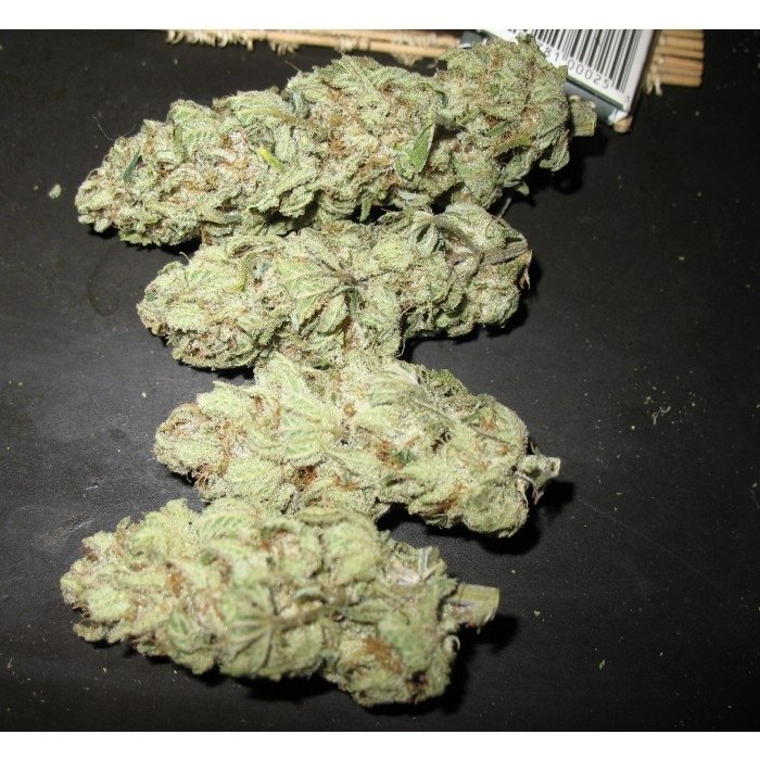 paradise_seeds_sensi-star-4.jpg