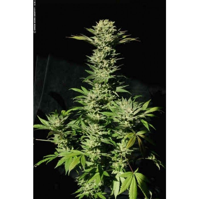 paradise_seeds_sensi-star-2.jpg
