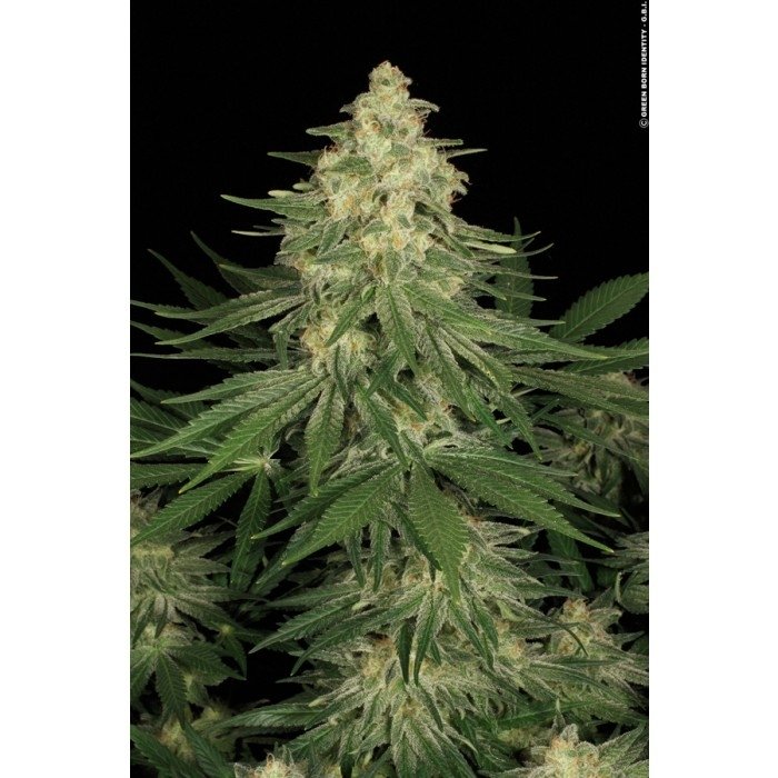 allkush001_paradise_seeds.jpg