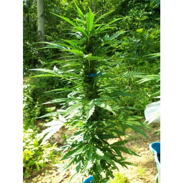 paradise_seeds_pandora_3.jpg