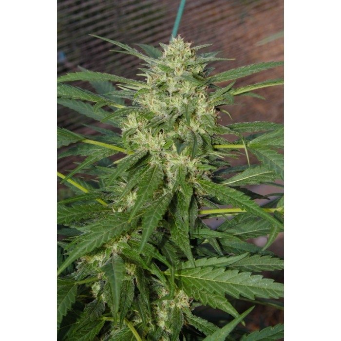 paradise_seeds_pandora.jpg