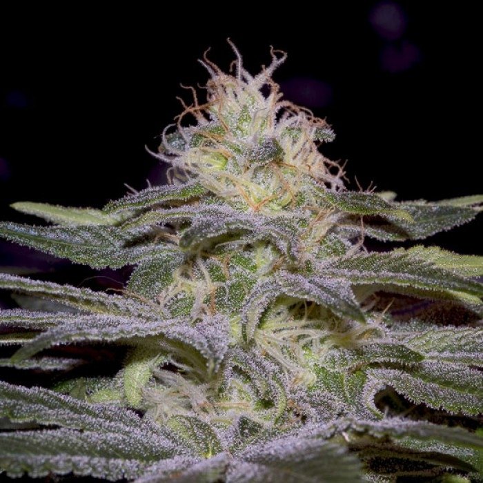 sensi-star-2_1_1.jpg