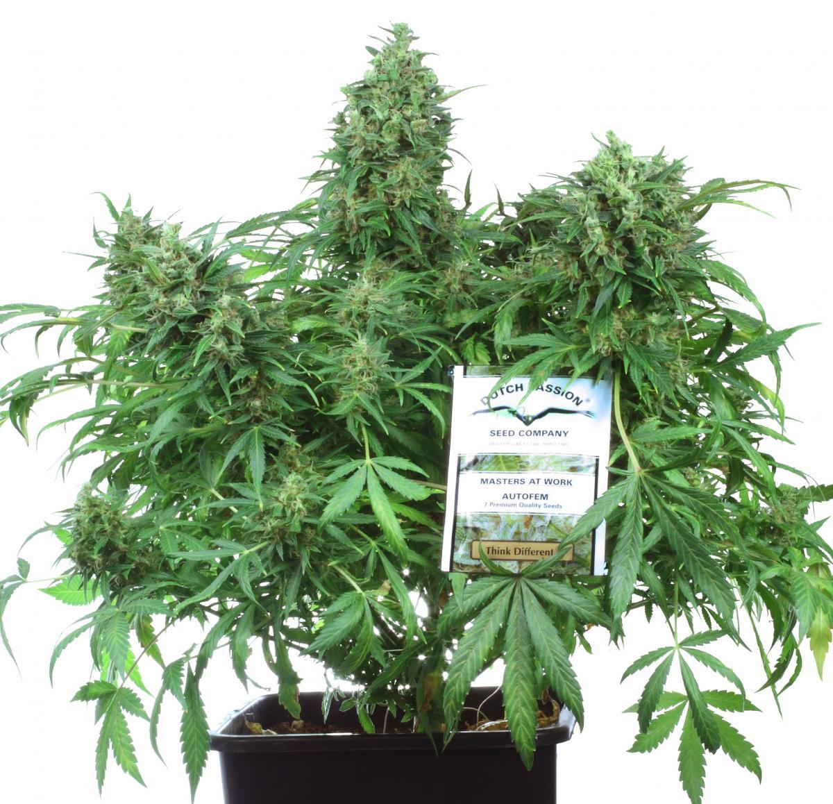 Купить семя марихуаны почтой как вырастить пушистый куст конопли