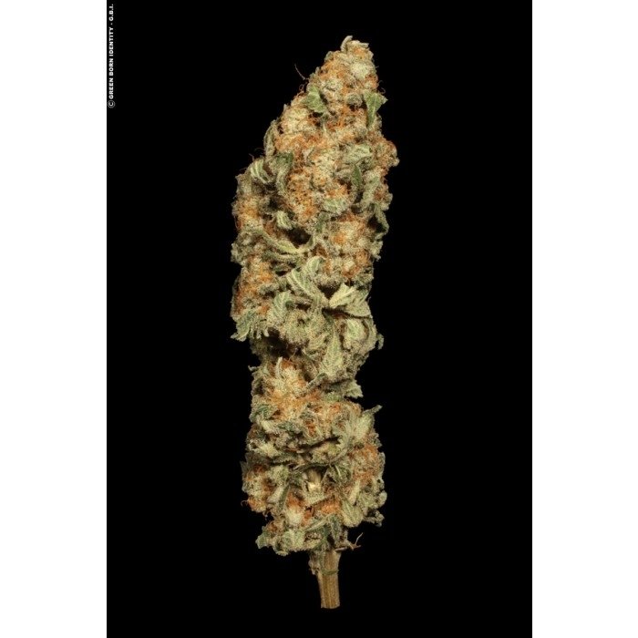 allkush001dry_paradise_seeds.jpg