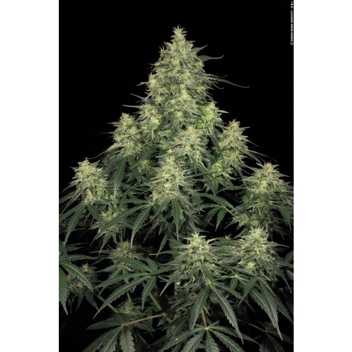 paradise_seeds_atomical-haze.jpg