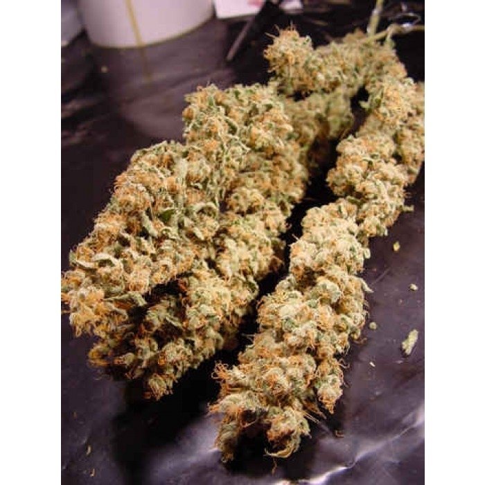 paradise_seeds_allkush_1.jpg
