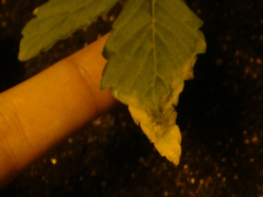 post-26333-0-76313300-1442719922_thumb.jpg