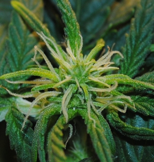 post-28860-0-54424200-1441648914_thumb.jpg