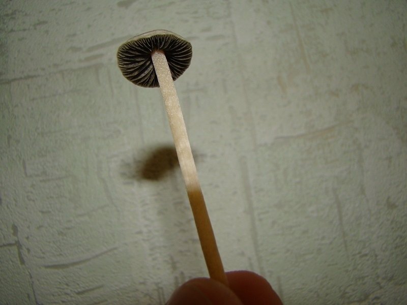 post-30945-0-29124300-1443600261_thumb.jpg