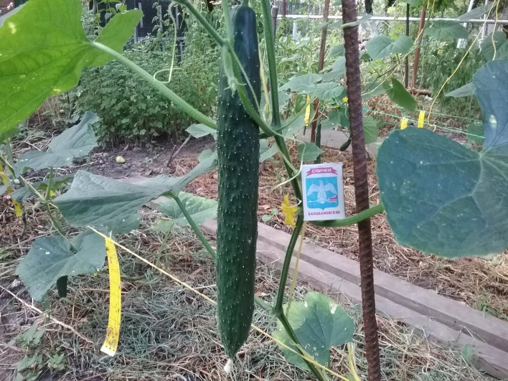 post-18077-0-00174000-1473578555_thumb.jpg